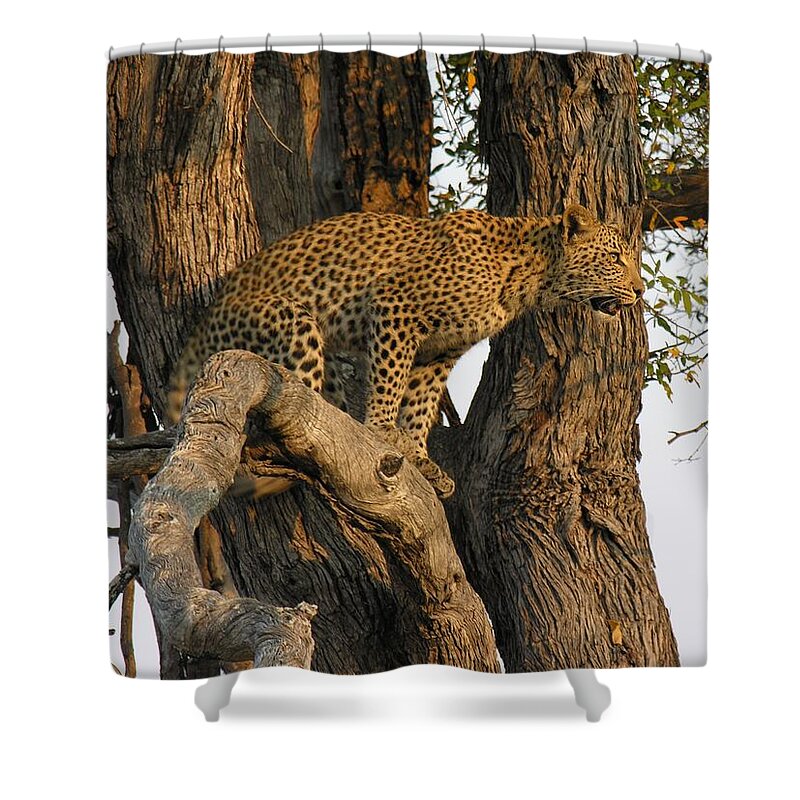 Leopard Shower Curtain featuring the photograph Leopard by Susan Blackaller-Johnson