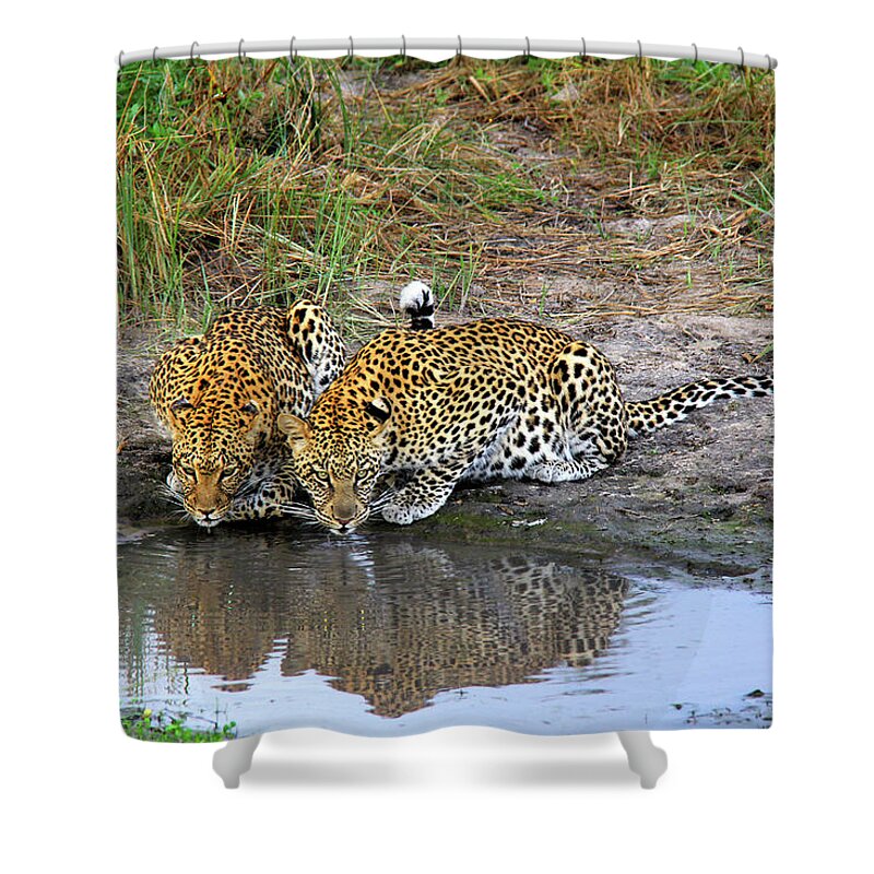 Leopard Shower Curtain featuring the photograph Leopards by Richard Krebs