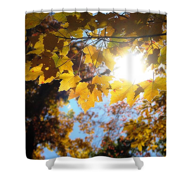Gold Leaves Shower Curtain featuring the photograph Let The Sun Shine In by Angela Davies