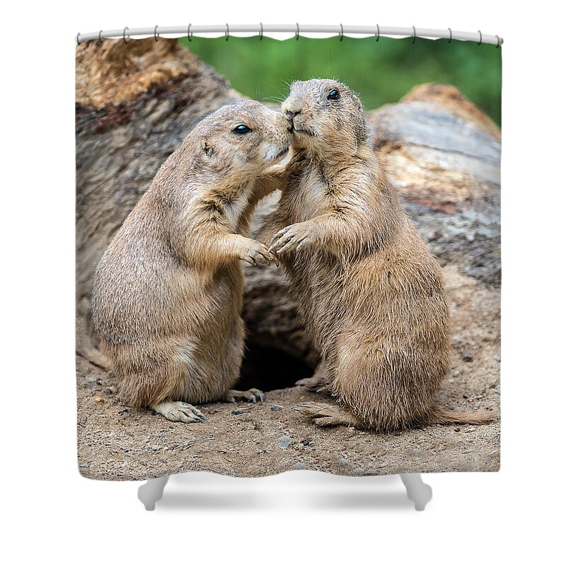 Prairie Dog Shower Curtain featuring the photograph Let's Fall In Love by William Bitman