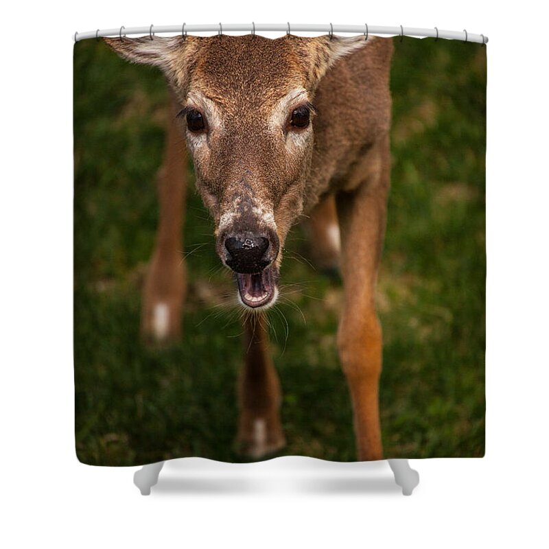 Deer Shower Curtain featuring the photograph Lets Talk by Karol Livote