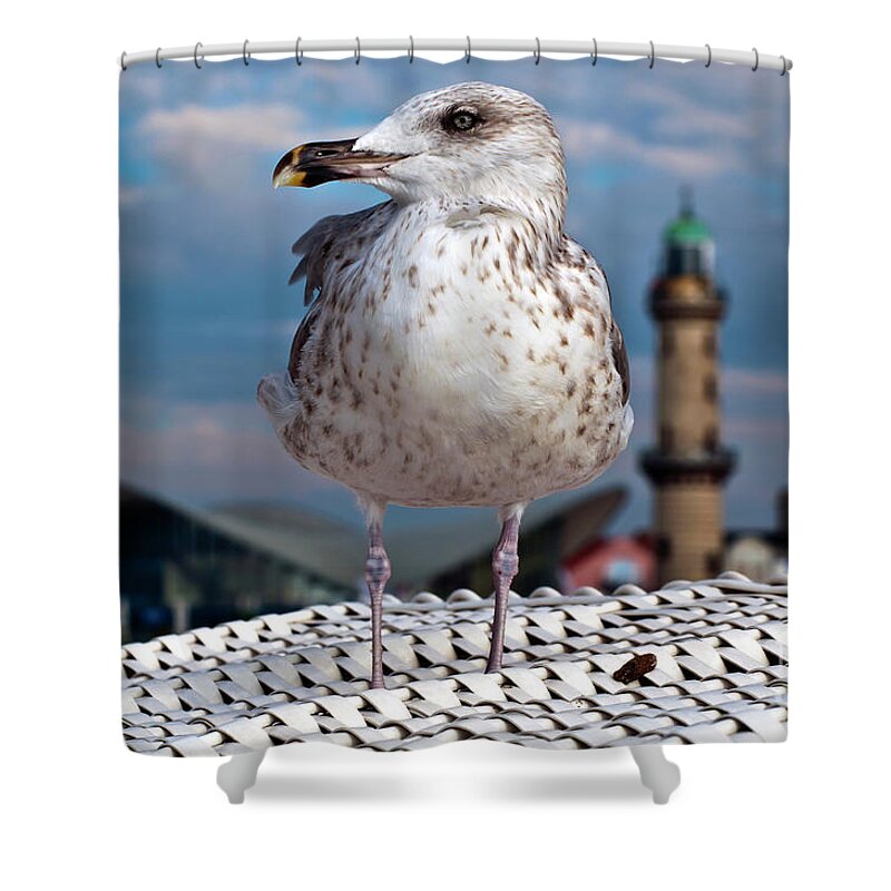 Pacific Gull Shower Curtain featuring the photograph Liberty of an Pacific Gull by Silva Wischeropp