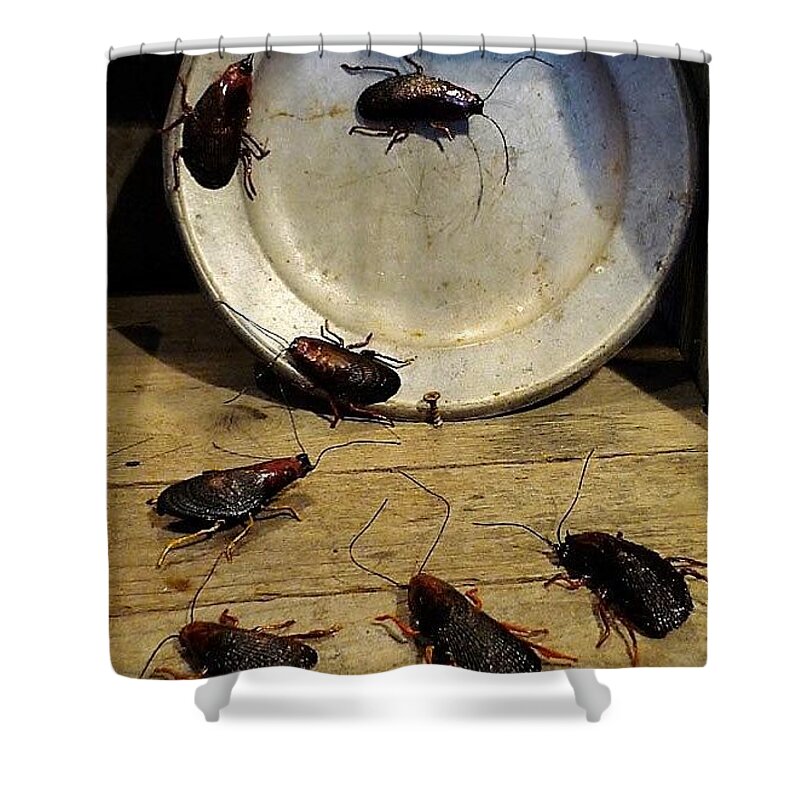 Roaches Shower Curtain featuring the mixed media Licking it Clean by R Allen Swezey