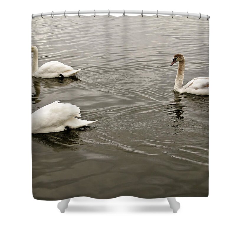 Swan Shower Curtain featuring the photograph Life of a youngster. by Elena Perelman