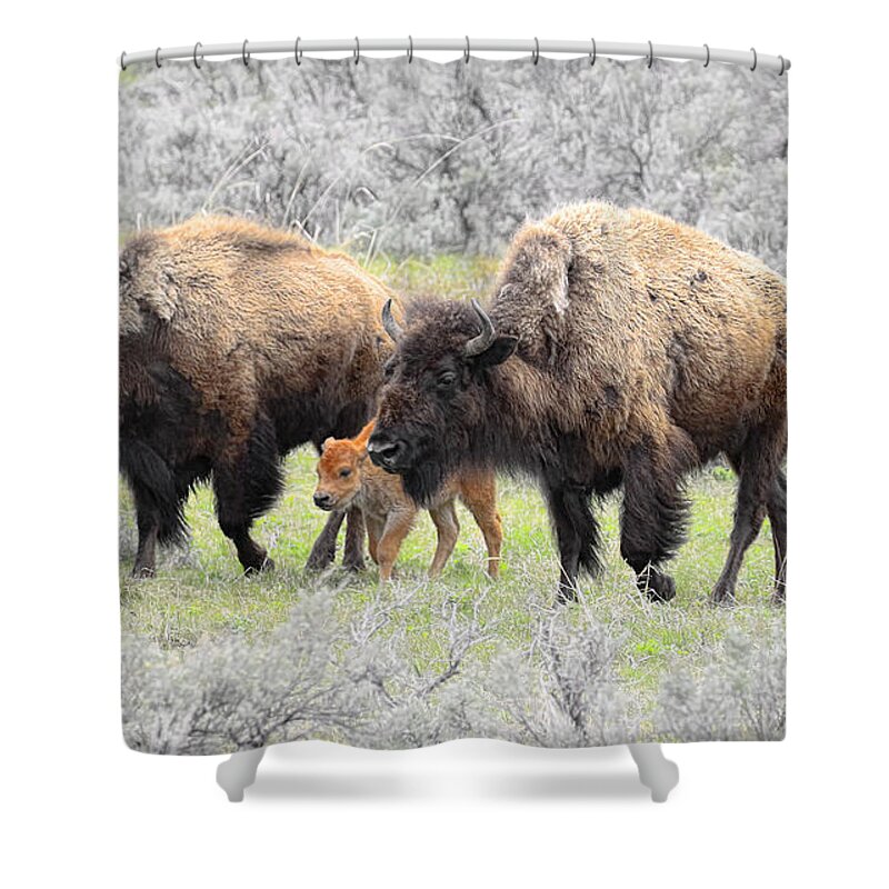 Buffalo Shower Curtain featuring the photograph Life out West by Steve McKinzie