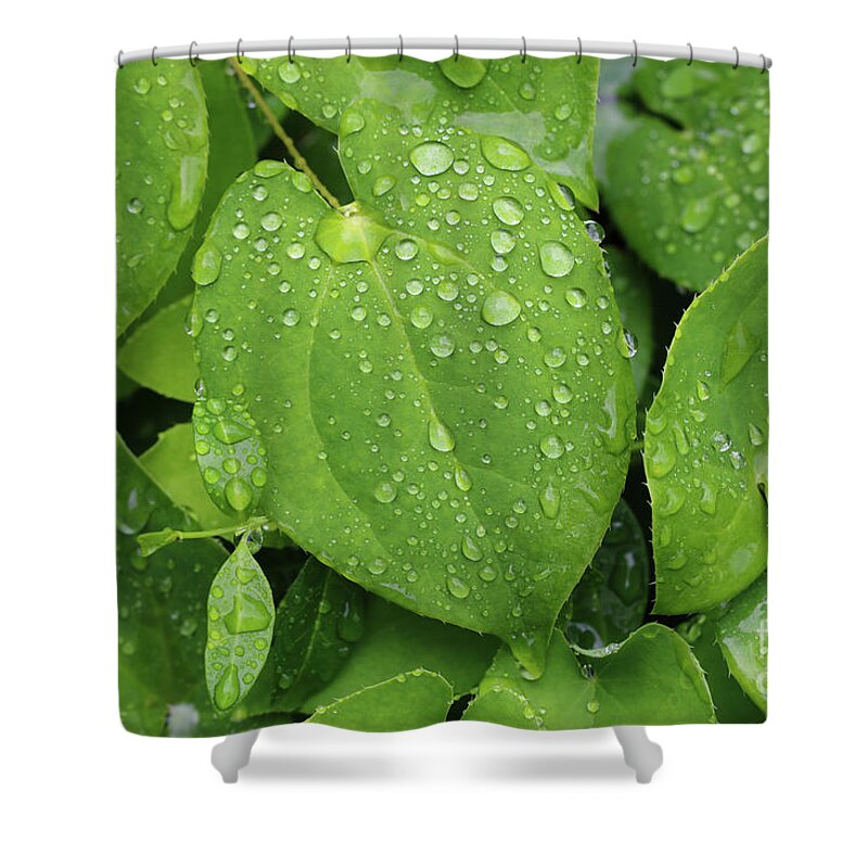 Life Shower Curtain featuring the photograph Life by Rachel Cohen