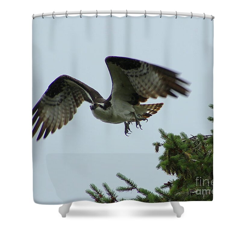 Osprey Shower Curtain featuring the photograph Lift Off by Leone Lund
