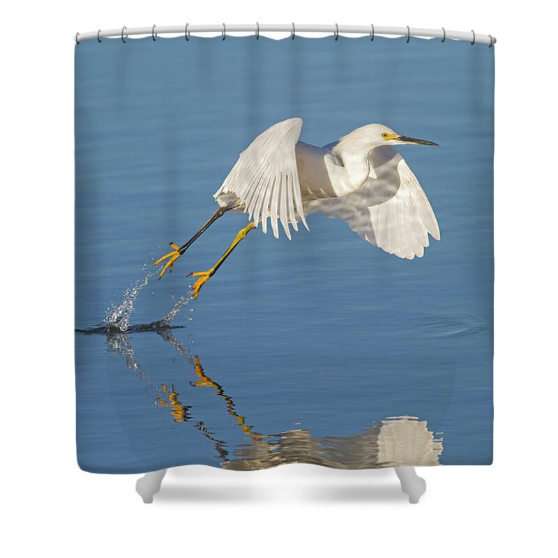 Egret Shower Curtain featuring the photograph Lift Off- Snowy Egret by Mark Miller