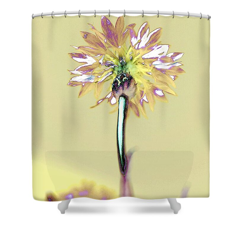 Flower Shower Curtain featuring the photograph Light and Lovely by Dani McEvoy