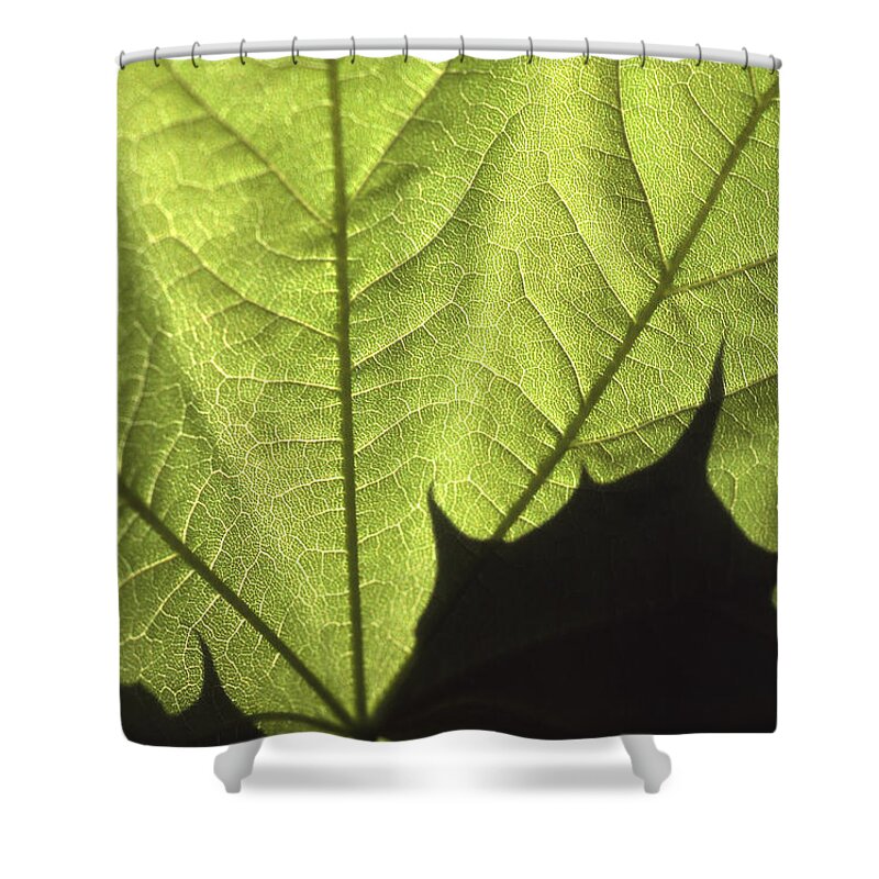 Maple Leaf Shower Curtain featuring the photograph Light and Maple Leaf Macro by Blair Seitz