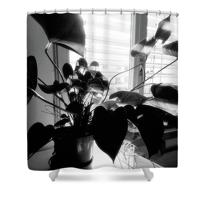 Shadow Shower Curtain featuring the photograph Light and Shadow 11 by Mimulux Patricia No