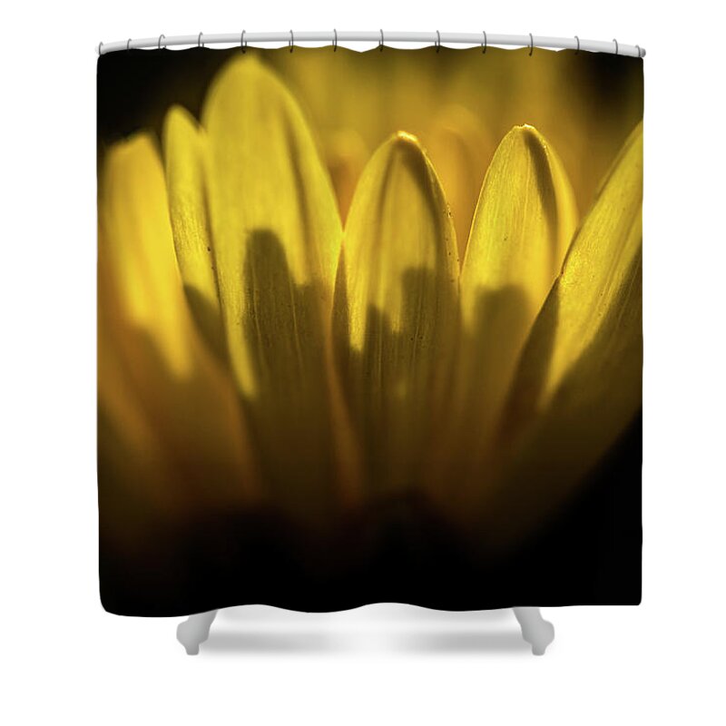 Jay Stockhaus Shower Curtain featuring the photograph Light and Shadow by Jay Stockhaus