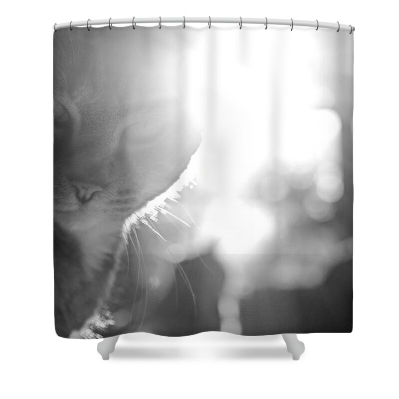 Cat Shower Curtain featuring the photograph Light Beam by Rachel Morrison