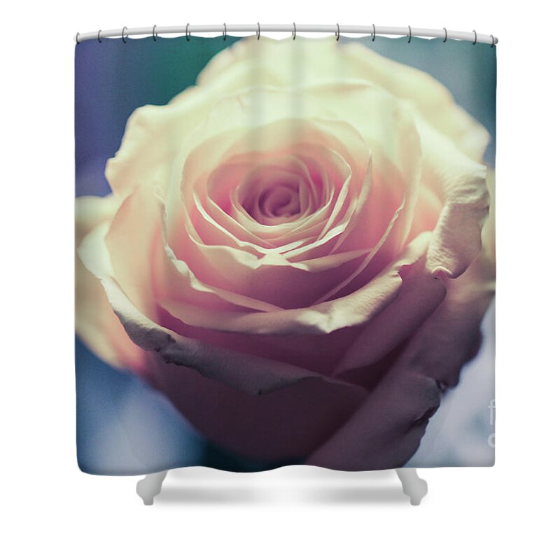 Art Shower Curtain featuring the photograph Light Pink Head Of A Rose On Blue Background by Amanda Mohler