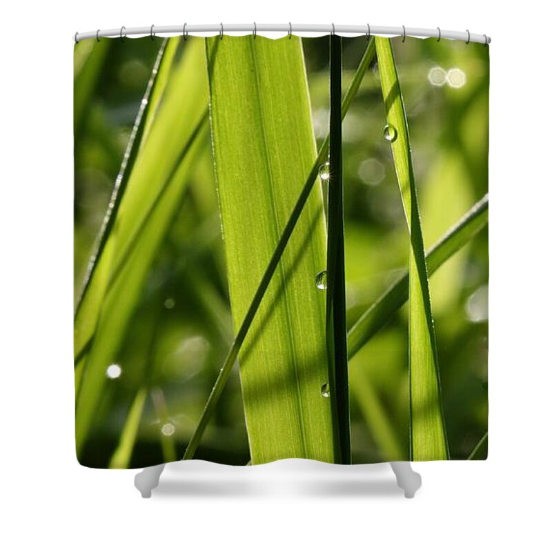 Dew Shower Curtain featuring the photograph Light Play 2 by I'ina Van Lawick