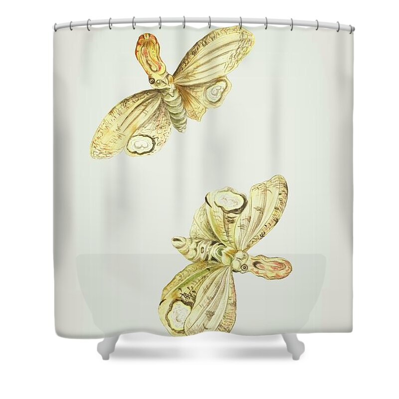 Light Shower Curtain featuring the mixed media Light Producing Moth Called Lantern Bearer Cornelis Markee 1763 by Movie Poster Prints