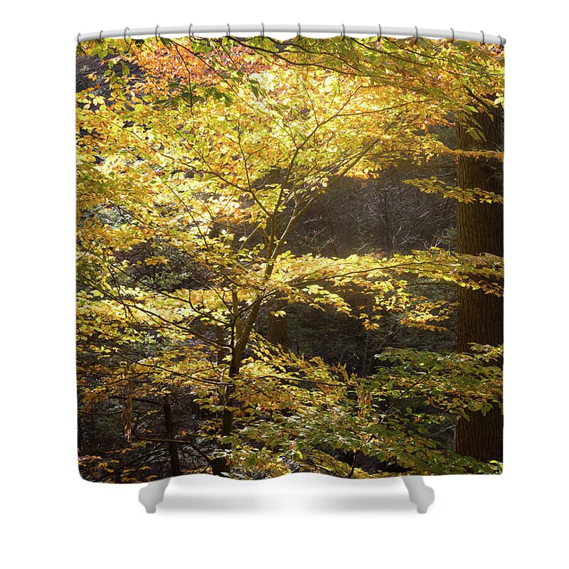 Foliage Shower Curtain featuring the photograph Light in the Leaves by Kirkodd Photography Of New England