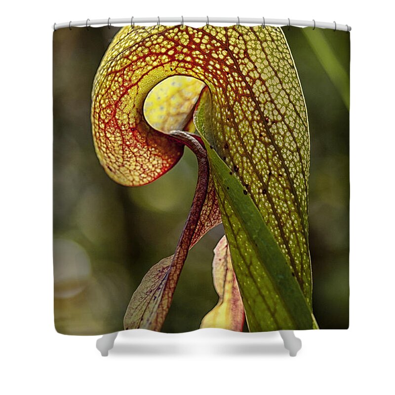 Betty Depee Shower Curtain featuring the photograph Light Within by Betty Depee