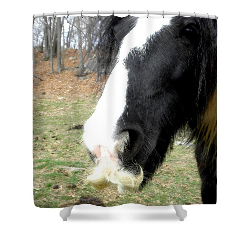 Gypsy Vanner Horse Shower Curtain featuring the photograph Like My Stache by Kim Galluzzo