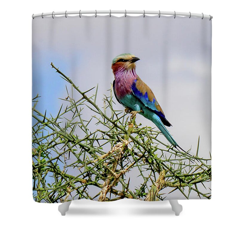 Africa Shower Curtain featuring the photograph Lilac-breasted Roller on Thorny Branches by Marilyn Burton