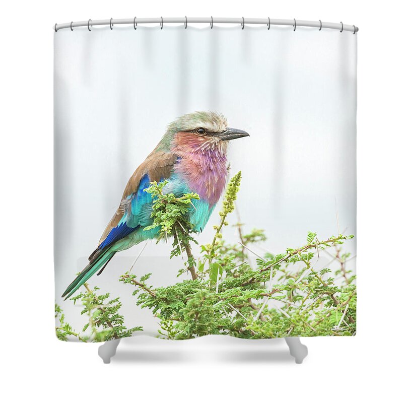 Africa Shower Curtain featuring the photograph Lilac breasted roller. by Usha Peddamatham