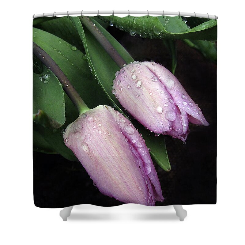 Tulips Shower Curtain featuring the photograph Lilac Drops by Kim Tran