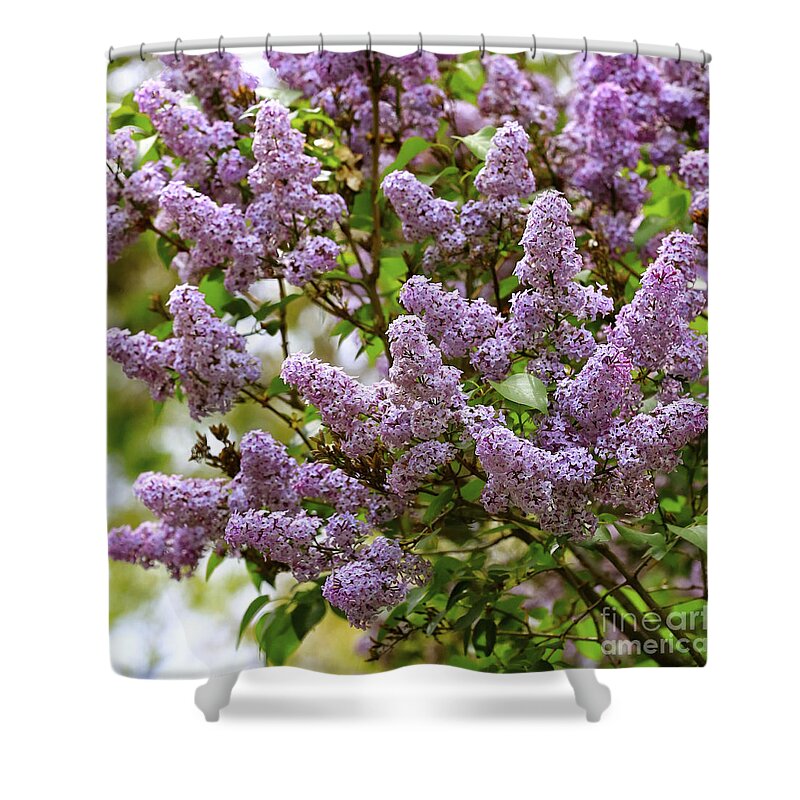 Spring Shower Curtain featuring the photograph Lilac Love by Carol Groenen
