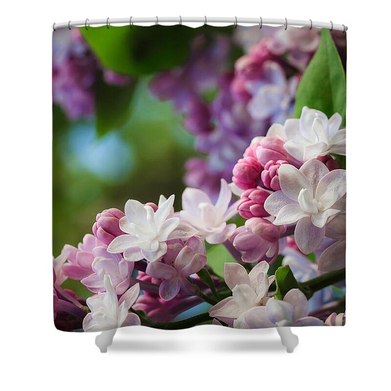Illinois Shower Curtain featuring the photograph Lilacs of Spring by Joni Eskridge
