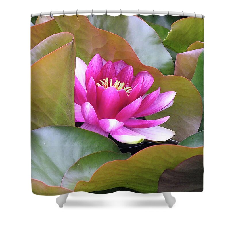 Pond Lilly Shower Curtain featuring the photograph Lilly in Bloom by Wendy McKennon
