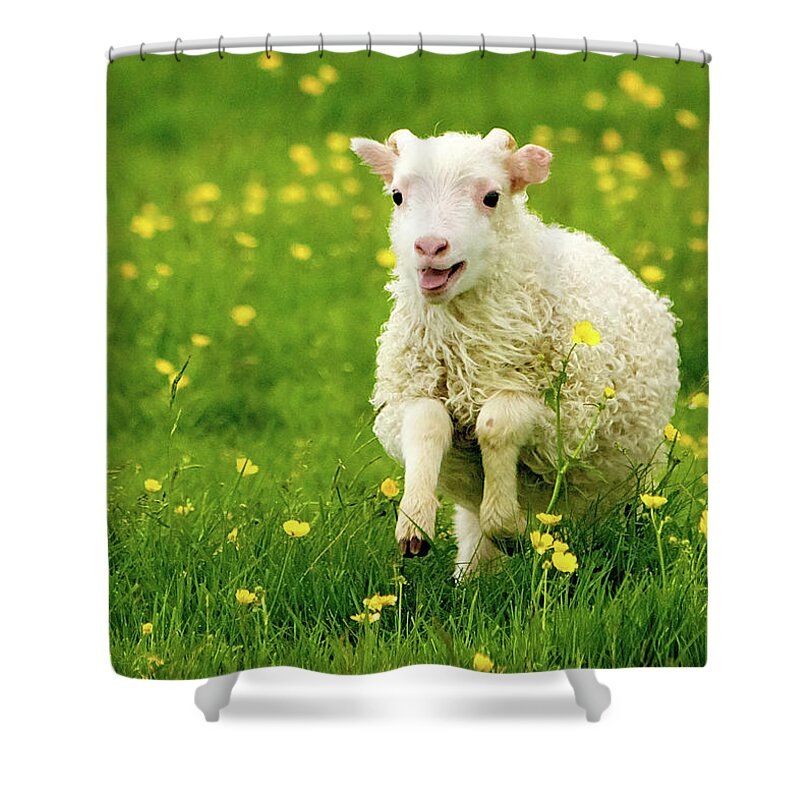 Flatlandsfoto Shower Curtain featuring the photograph Lilly the Lamb by Joan Davis