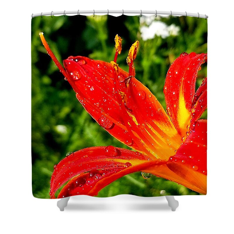 Sea Shower Curtain featuring the photograph Lily and raindrops by Michael Graham