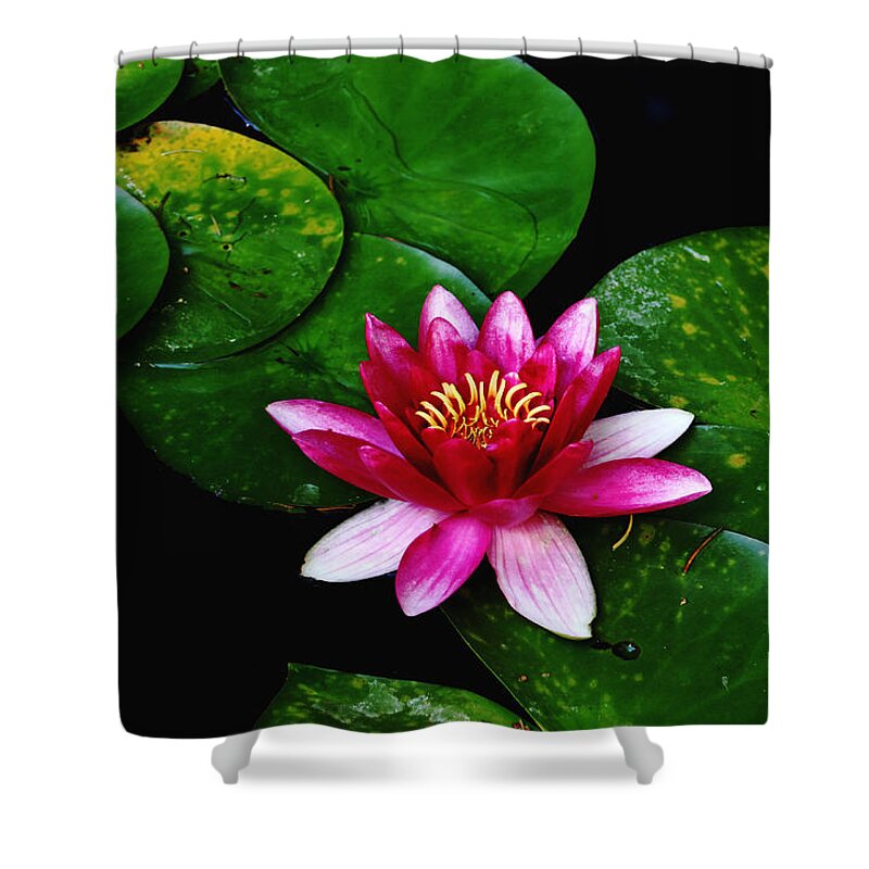 Lily Shower Curtain featuring the photograph Lily And The Frog by Debbie Oppermann