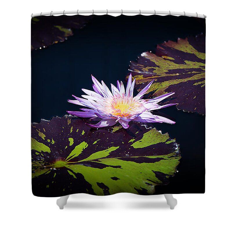 Purple Shower Curtain featuring the photograph Lily Artistry by Milena Ilieva