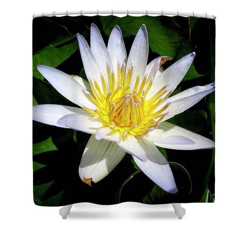 Flowers Shower Curtain featuring the photograph Lily by Daniel Murphy