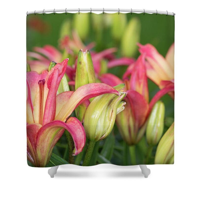 Red And Yellow Lily Shower Curtain featuring the photograph Lily Display by Steve Purnell
