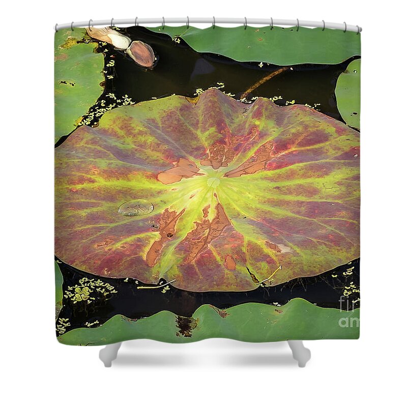Lily Pad Shower Curtain featuring the photograph Lily Pad by Scott and Dixie Wiley