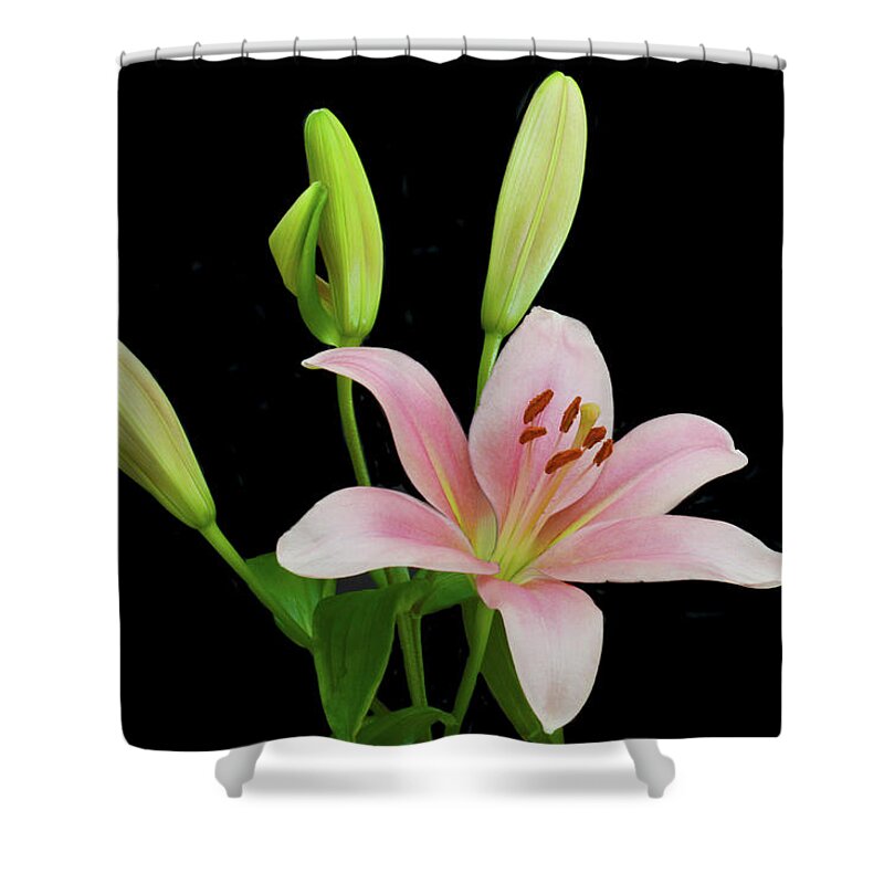 Floral Portraits Shower Curtain featuring the photograph Lily The Pink by Terence Davis