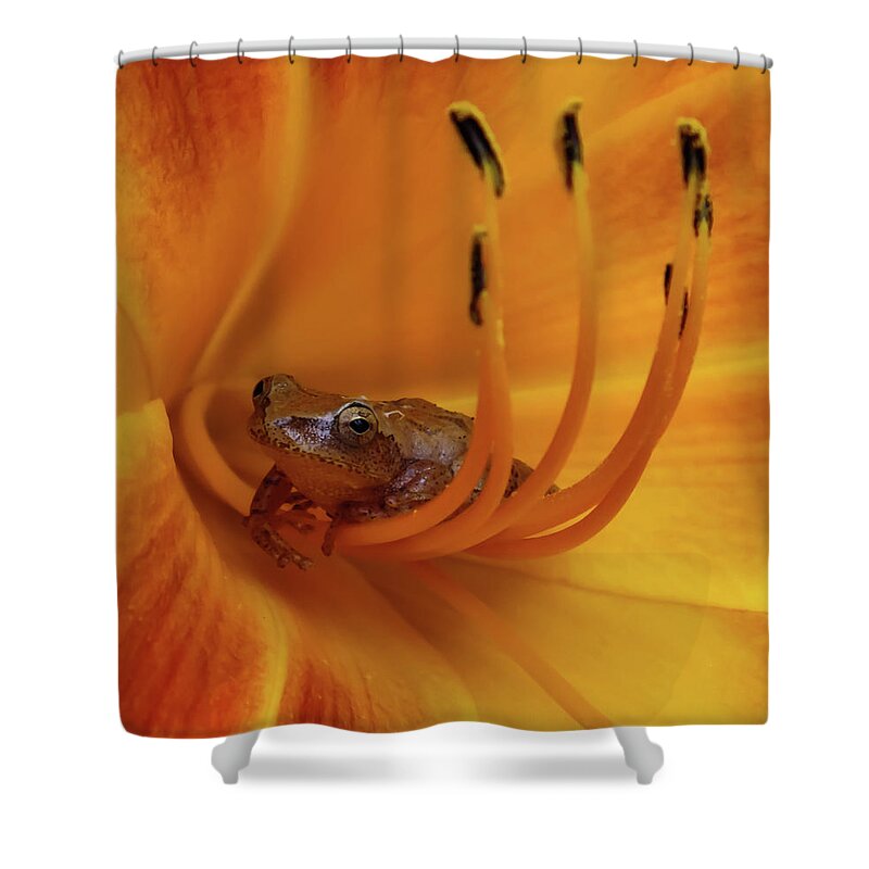 Spring Peeper Shower Curtain featuring the photograph Spring Peeper by Karen Wiles
