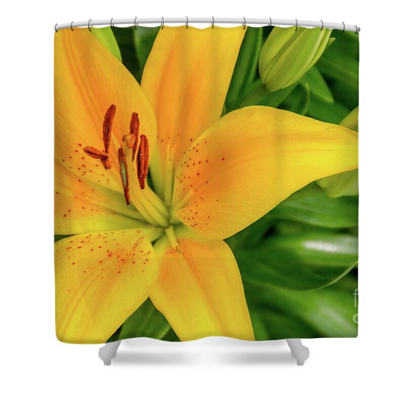Lily Shower Curtain featuring the photograph Lily by William Norton