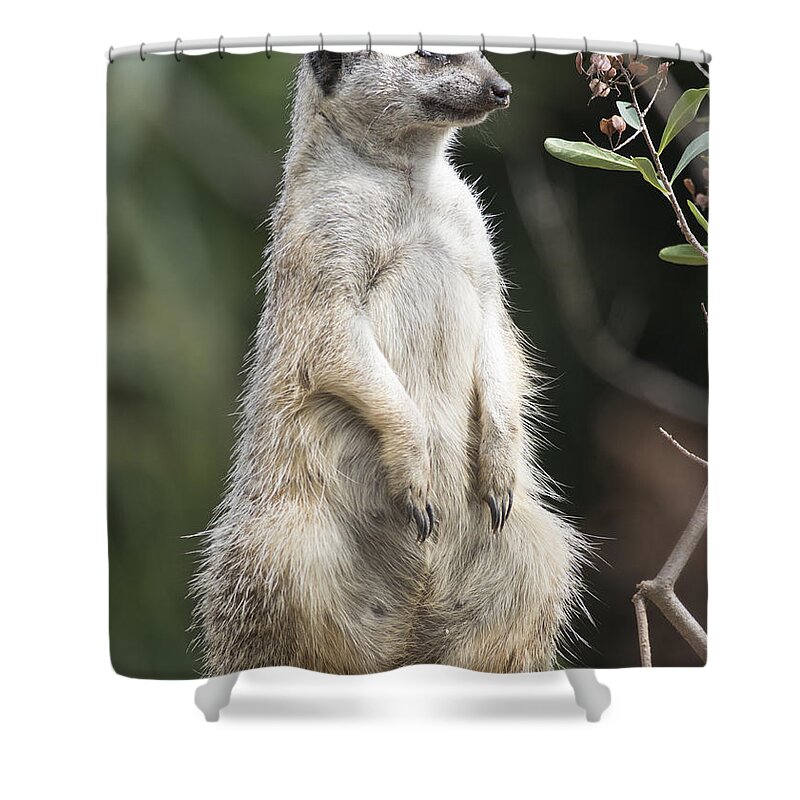 Animal Shower Curtain featuring the photograph Line Of Duty by Masami Iida