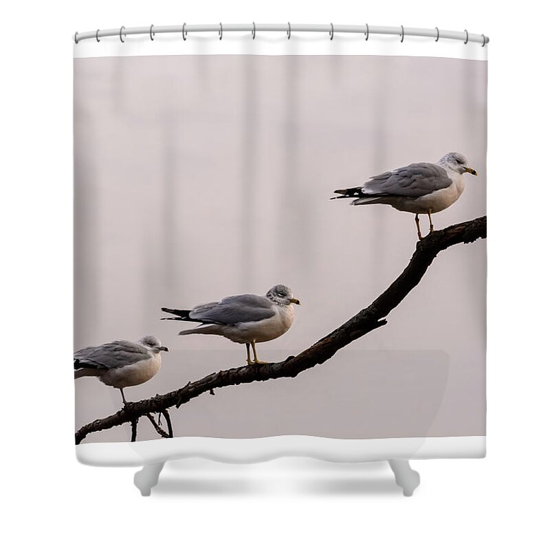 Nature Shower Curtain featuring the photograph Line-up by Robert Mitchell