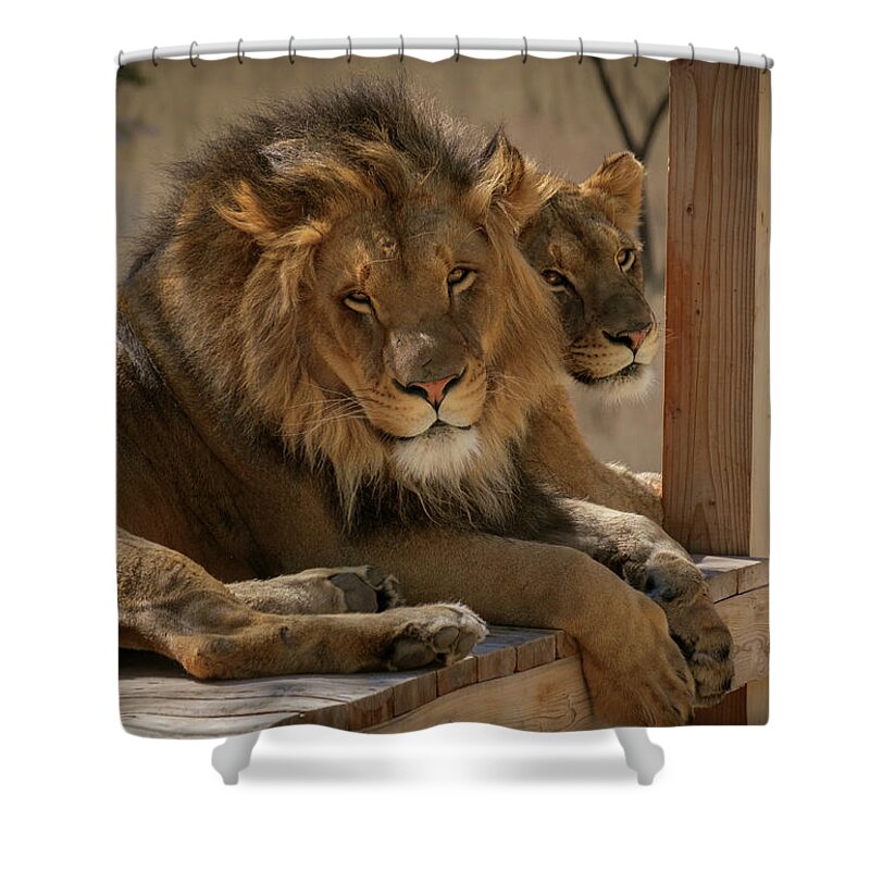 Lion Shower Curtain featuring the photograph Lion and Lioness by Mary Lee Dereske