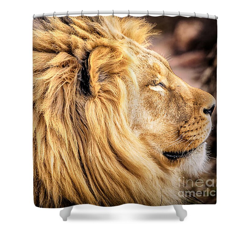 Lion Shower Curtain featuring the photograph Lion Profile by David Millenheft