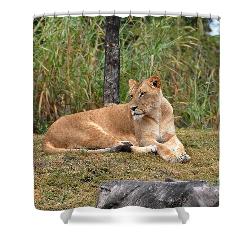 Lioness Shower Curtain featuring the photograph Lion Queen by John Black