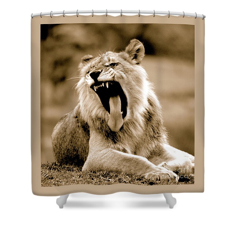 Lion Shower Curtain featuring the photograph Lion Roar by Gunther Allen