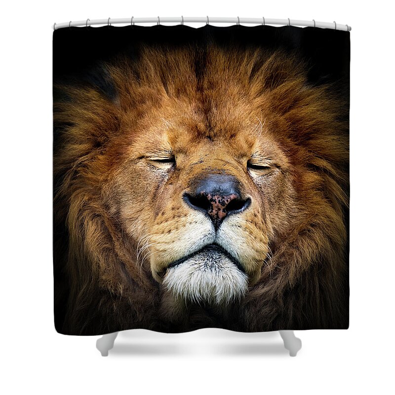 Lion Shower Curtain featuring the photograph Lion sleeping by Sam Rino