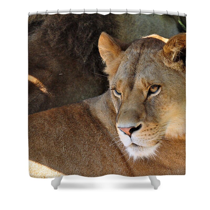 Lion Shower Curtain featuring the photograph Lioness 3 by Glenn Gordon