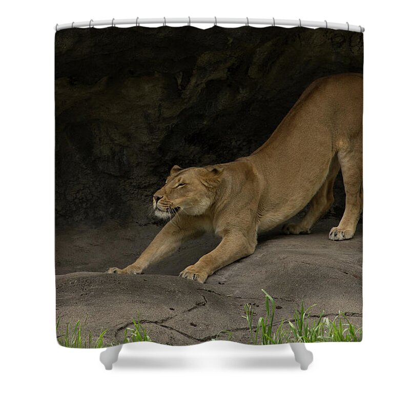 Lions Shower Curtain featuring the photograph Lioness _MG_2571 by Roger Patterson