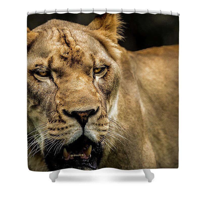 Panthera Shower Curtain featuring the photograph Lioness by Ron Pate