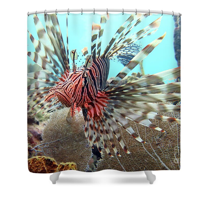 Underwater Shower Curtain featuring the photograph Lionfish by Daryl Duda